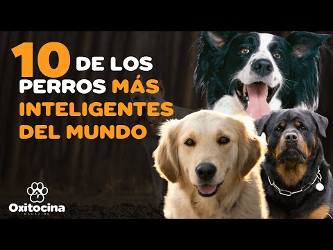 Top 10 de las razas de perros más inteligentes del mundo