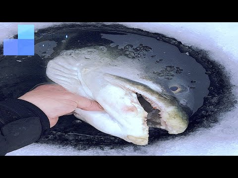 Amazing Giant Fishing on Glaciers || Catching Fish Big on The Sea Ice