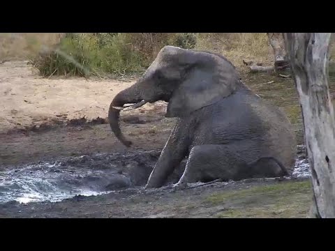 Djuma: Lone Elephant at the mud wallow - 17:18 - 07/19/20