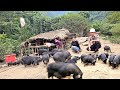 Phuong Vy gave her savings to her father and went with him to the pig farm to buy piglets to raise.