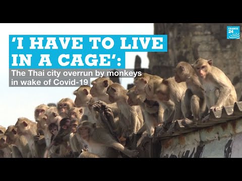 ‘I have to live in a cage’: The Thai city overrun by monkeys in wake of Covid-19