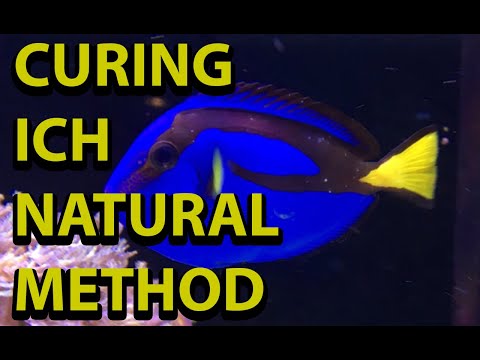 Curing Ich Natural Method - Without Copper Or Medication