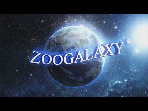 Zoogalaxy الحيوانات