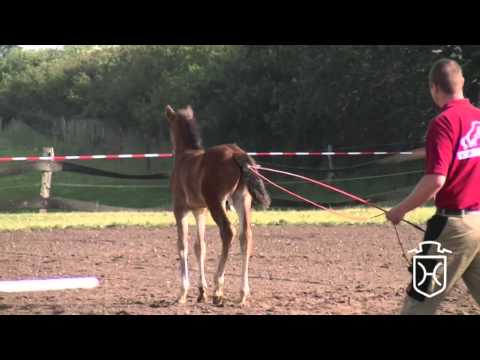 Holsteiner Hengstfohlen von Nekton-Cassini II, Stamm 18b1, Fohlenprämie