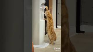 水をのむお利口な猫ちゃん💓