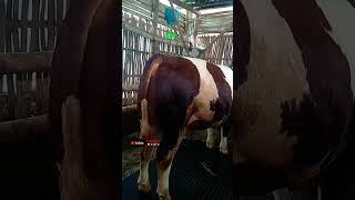 Download lagu Samoshir golek konco turu #shorts mp3 Download lagu Samoshir golek konco turu #shorts mp3