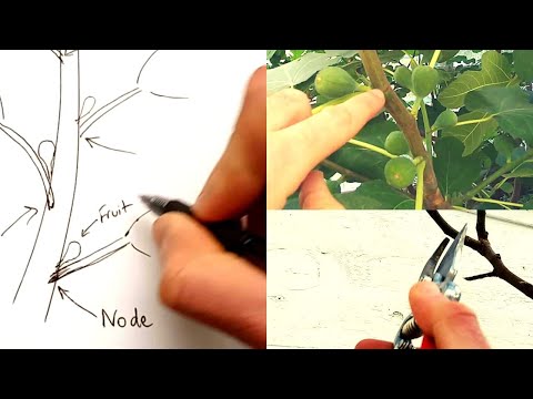 사포 무화과 Sandpaper Fig : 최신 백과사전, 뉴스, 리뷰 및 연구 사포 무화과 Sandpaper Fig : 최신 백과사전, 뉴스, 리뷰 및 연구