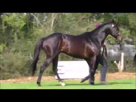 Bombora Downs Stallion Parade 2016 - Warhorse (NZ)