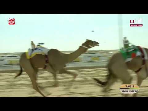 ش 4 الخنجر (هملول) لـ ابراهيم علي شطيط الوهيبي 12:00:86 , مهرجان الأمير الوالد 2026/2/10 ثنايا