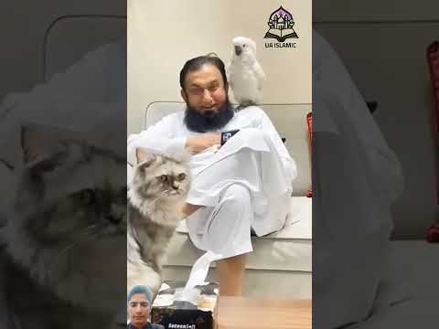 ❤️‍🩹❤️‍🩹❤️‍🩹❤️‍🩹🥰🌹🌹🤲🌹🤲🌹❤️💔💔❤️🥀🥀 #catlover #funny #cute #love  #ayemereallahmujhkokaramdefarmana