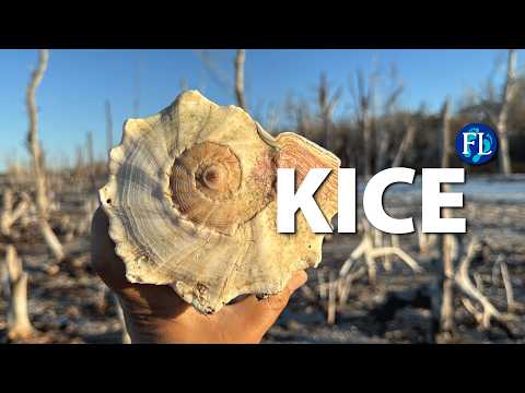 Kice Island Winter Storm Shelling 🐚