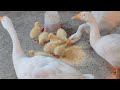 बदक पालन सोलापूर. duck farm in solapur