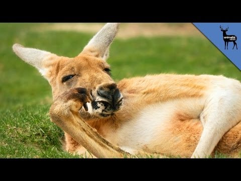 Unexpected Animal Lady Parts