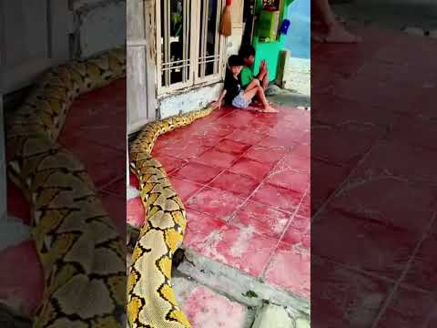 ¡Increíble! Niños conviven con serpiente gigante sin miedo 😱 #shorts
