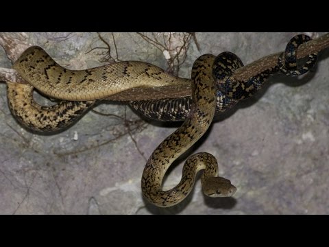 download lagu mp3 mp4 Jamaican Boa, download lagu Jamaican Boa gratis, unduh video klip Jamaican Boa