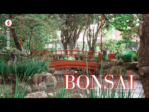 BONSAI - Matheus Coringa & MANDNAH ft. Sódan.(Official Video)