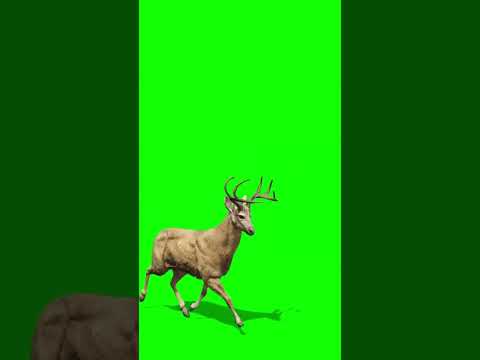 deer CGI