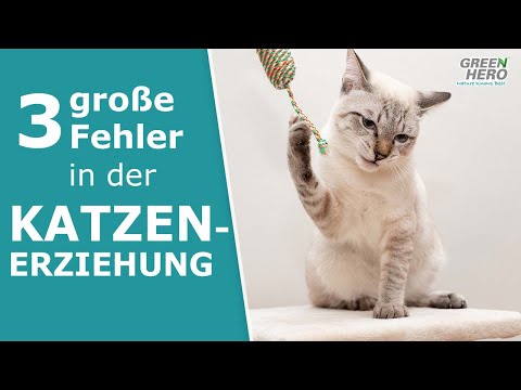 Die 3 schlimmsten Fehler bei der Katzenerziehung ❌ 🙀