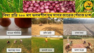 পেঁয়াজ চাষ পদ্ধতি