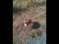 Cheezy Piss