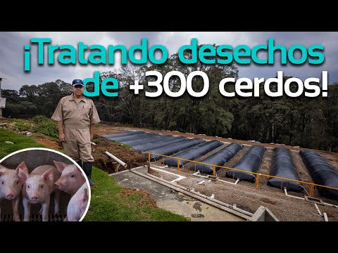 Biogás para granjas porcinas | Biodigestores Sistema.bio