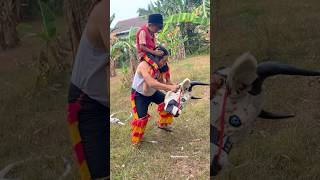 Download lagu NAIK BANTENG MBEROT 😲‼️#barongan #lucu #viral #anak #anakanak #reogponorogo  #jaranan #bantengan mp3