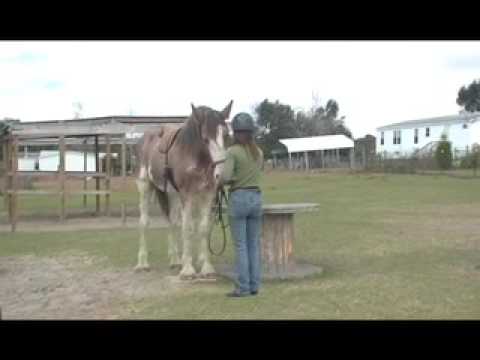 Starting a Horse with Attraction 3 of 5: Tacking Up