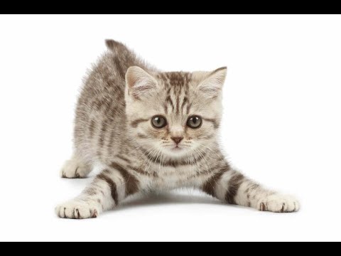 Characteristics Of The American Bobtail Cat
