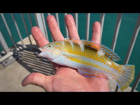 Catching EXOTIC REEF Fish in the Florida Keys! (tropical species)
