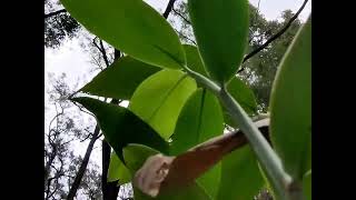 Kasia's Native Ginger (27th March 2022)