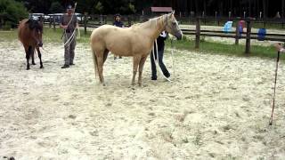 preview picture of video 'Natural Horsemanship 2 in Ziemendorf'