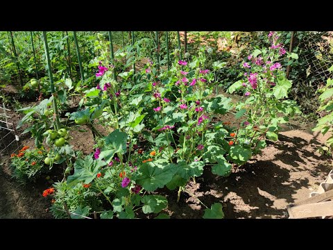 Koje bube napadaju Crni slez