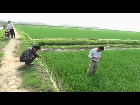 KT giai đoạn đẻ nhánh tại HTX Nghĩa Châu