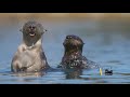 Wild Kratts My Cool Creaturepedia Contest