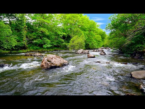 Beautiful Welsh Forest River Flow | Relaxing Water Sounds | White Noise for Sleep & Stress Relief.