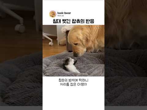 자리를 빼앗은 아깽이를 본 챱츄의 반응