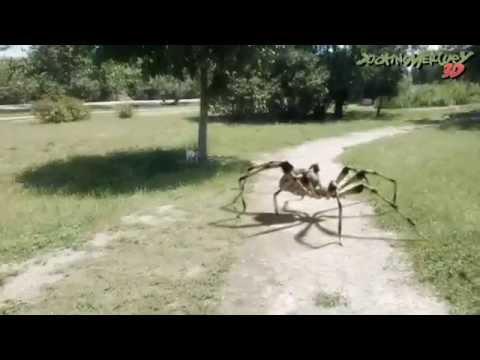 Giant Spider in Park