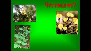 Урок. Окружающий мир. Растения. Рост. Питание.