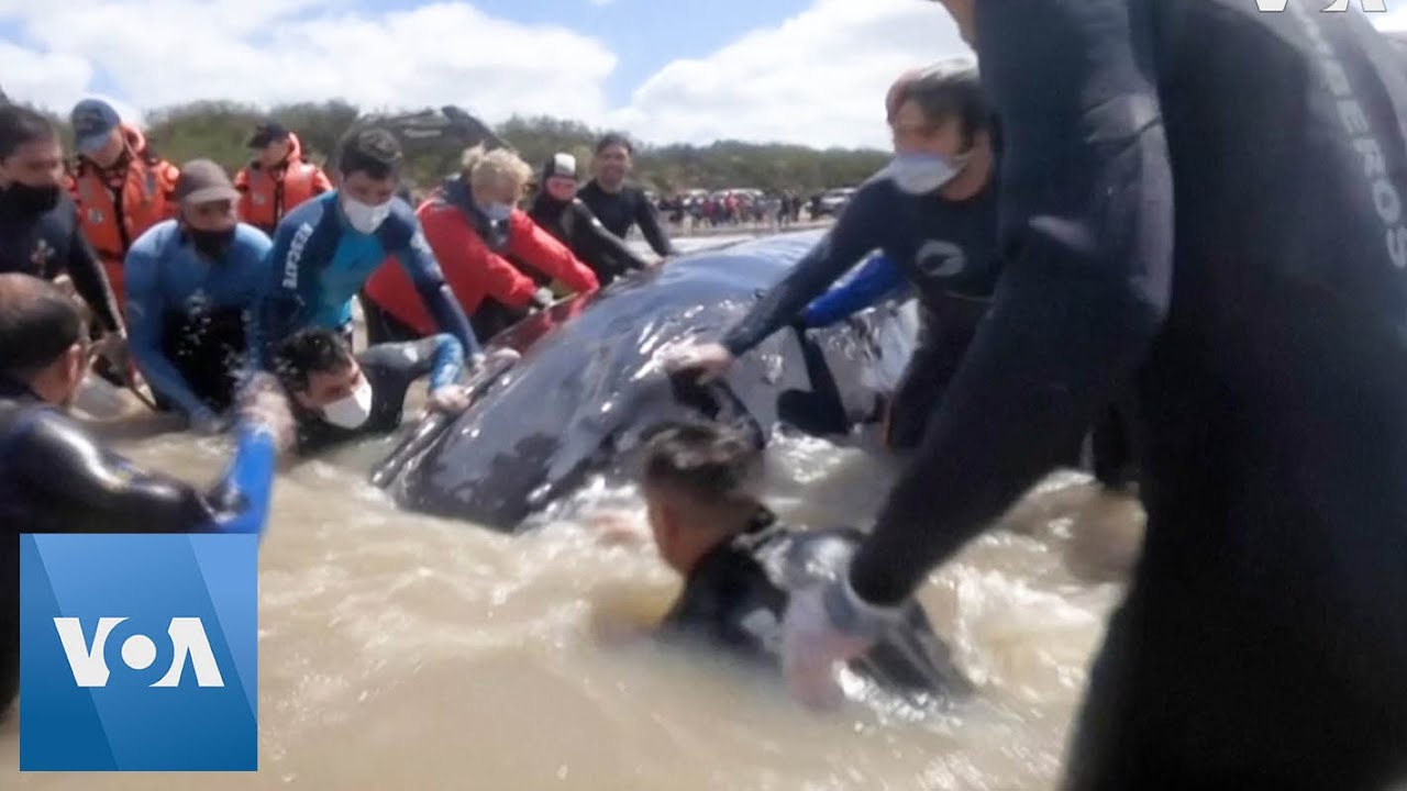 Stranded Whale Saved After Hours-Long Rescue Effort in Argentina