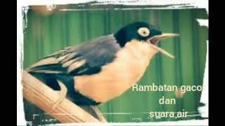 Download lagu Rambatan gacor dan suara air 2021 mp3