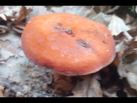 GLJIVE NAŠIH ŠUMA - PRESNAC  (Lactarius volemus)
