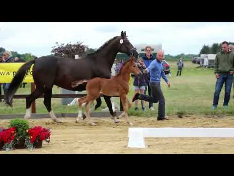 40. Stute, geb. 21.05.2022 – V: Va Bene M: Florenciano – Don Primero