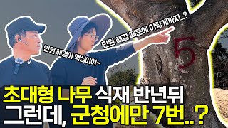 초대형 팽나무 때문에 토목 공사(?)까지 했습니다. 반년 뒤 모습!! (과연 잘 살았을까?)