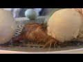 Buff Ducks Hatching In Time Lapse And Some Close Up Too