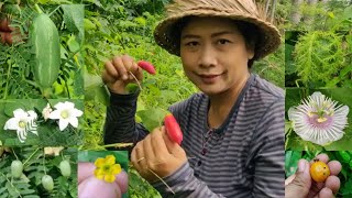 Wild Edible Vlog 1 Sweet leaf | Ivy Gourd | Bush passion fruit | Creeping cucumber | Turkey berry