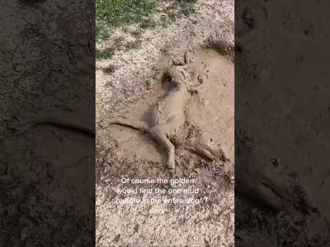 #funny #dogs #pet #dogscats#dogshorts #dog#doglover#doglife