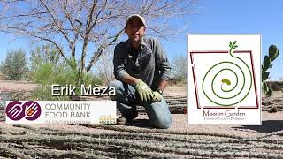 Building a Living Fence with Ocotillo