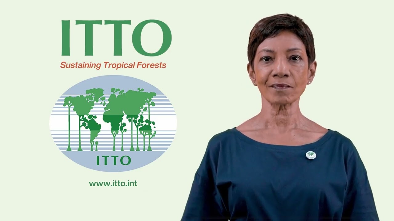 COP30: The critical role forests play in climate mitigation and adaptation