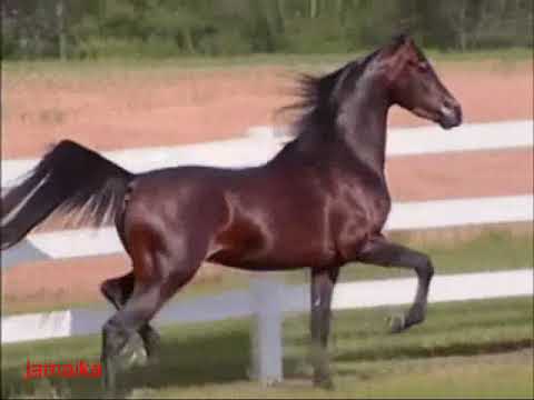 Ibrahim Osman2 0001 new