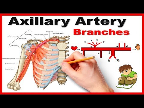 Axillary Artery Branches: Mnemonic series # 12